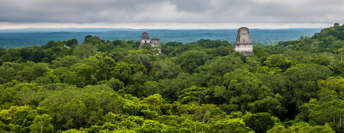 Forest and Tree-planting Experiences