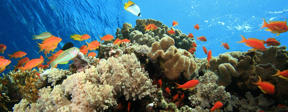 Coral Reef Restoration Experiences
