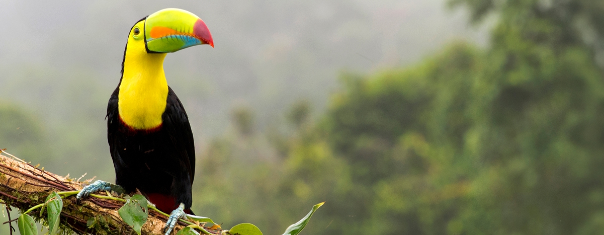 Wildlife Conservation and Rewilding Experiences